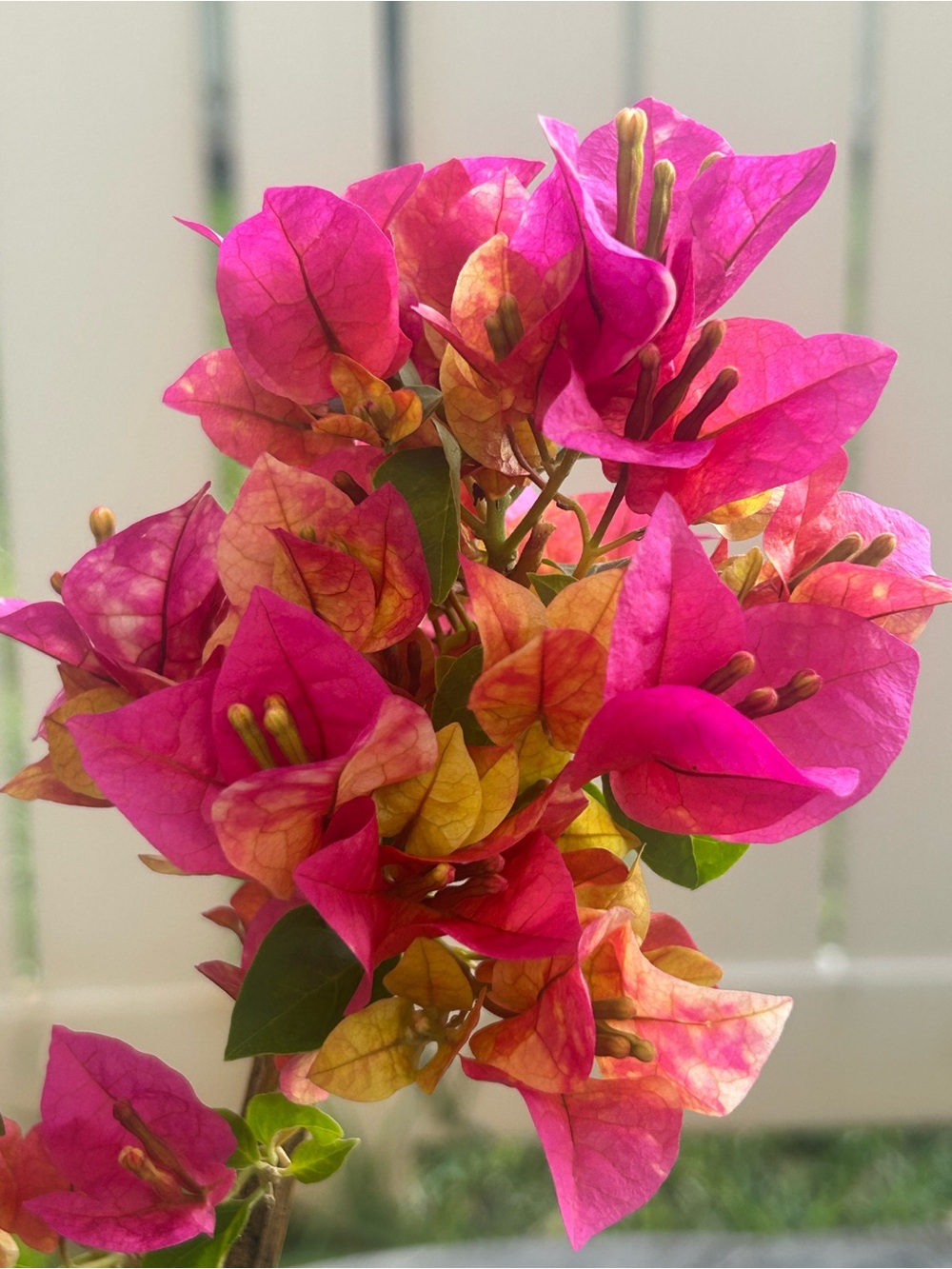 Bougainvillea Chitra top rare live plant